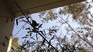 Hummingbird Animation Reference