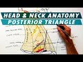 The Posterior Triangle of the Neck - Boundaries & Content - Head & Neck Anatomy