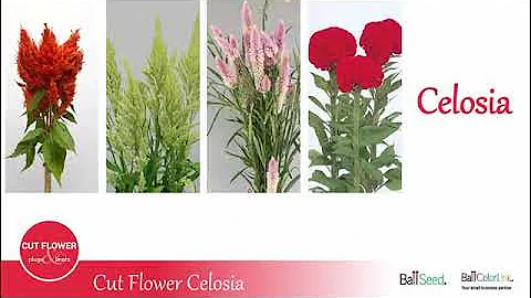 Celosia - Ball ColorLink Cut Flower Series