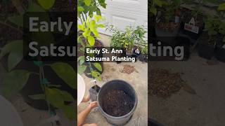 Early Satsuma Citrus for Zone 8b | Avoid Frost Loss with Early Varieties #citrus #gardening #zone8b