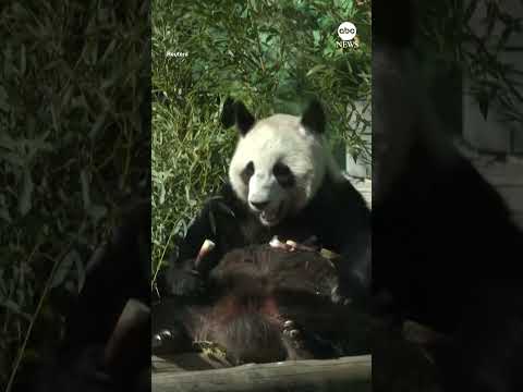 Moscow Zoo opens outdoor enclosure for giant panda cub