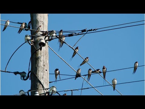 Почему птиц на проводах не бьет током