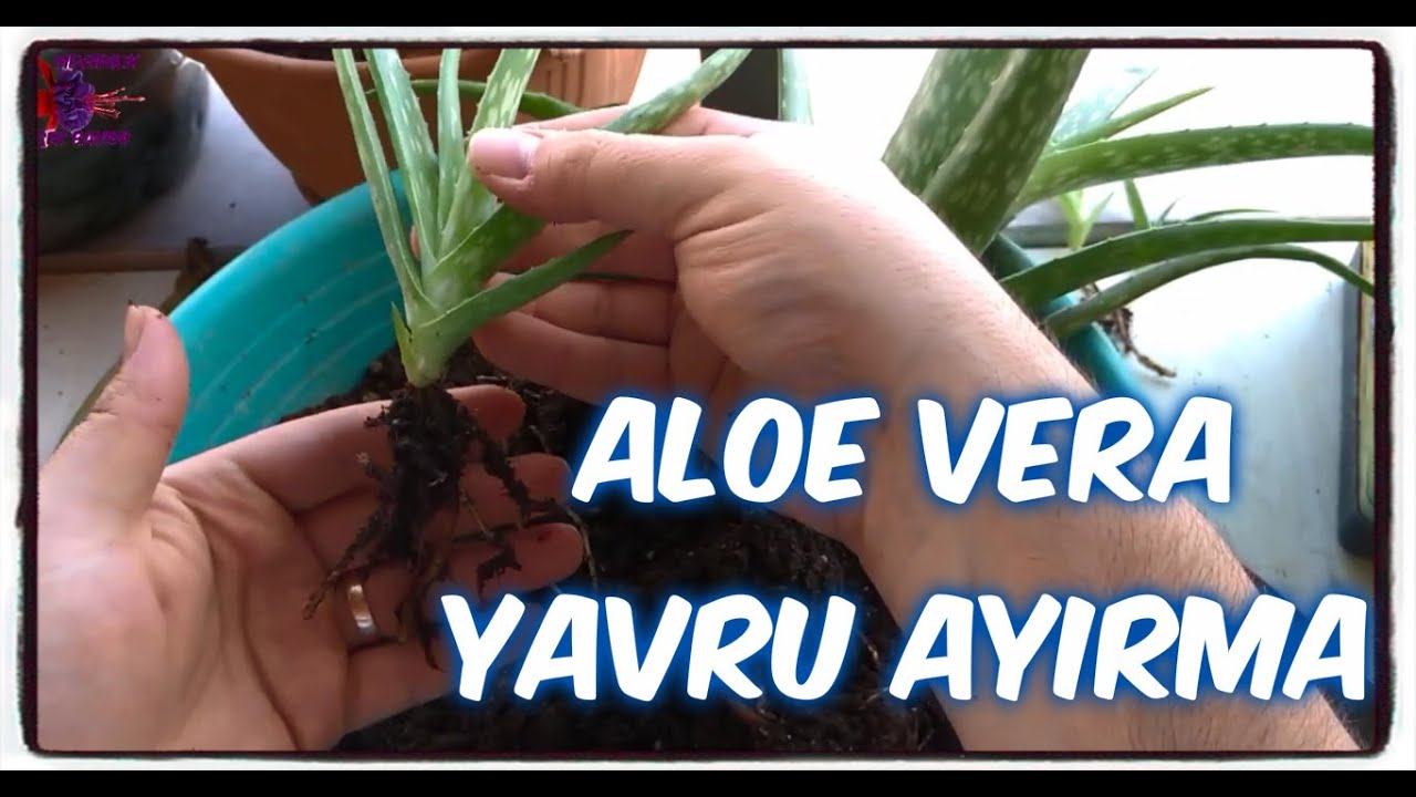 aloe vera thermo lotion anwendung LR ALOE VIA ALOE Vera Entspannende Thermolotion 100 ml