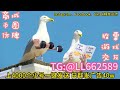 美国交友粉引流✈️【咨询TG:@LL662589 】如何通过tk、fb、ins寻求客户资源🔥