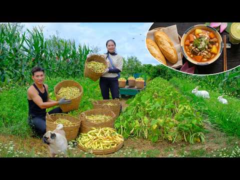 Harvest White & Mung Beans - Traditional Drying, Shelling, Cooking  - Build a vegetable trellis