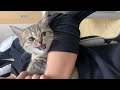 名前を呼んだら返事する猫【5選】【#shorts】
