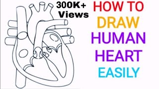 How to draw Human heart | Human heart | Quickly | Well labelled diagram | step by step, NCERT |