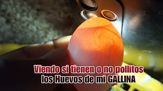 Revisando los huevos de mi GALLINA CLUECA