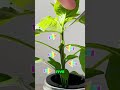 Topping plants how to