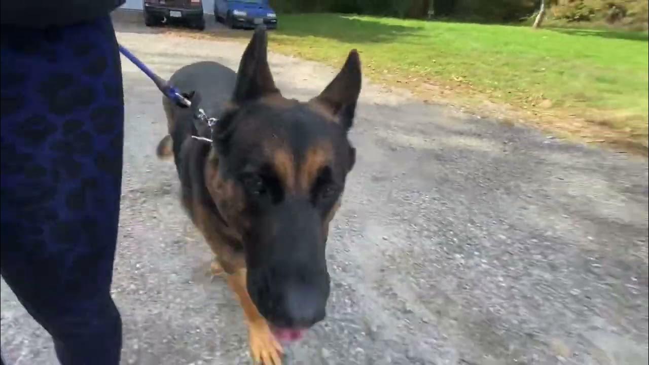 Pulling reactive German Shepherd prong collar intro Balanced Dog