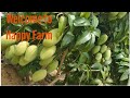 Mango Farm, Cambodia_Happy Farm