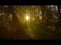 1 HOUR I Royalty Free I No CopyrightI Soft Piano, Meditation, Relaxation, Stress Relief Music.