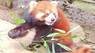 【Red Panda】Pig Man can eat anything he eats!