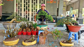 Rao bán cây kiểng bonsai nhiều loại ngày 28/02  🏝 Hạo Nam