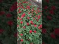 flower nursery in bengluru 🥰🥰😎