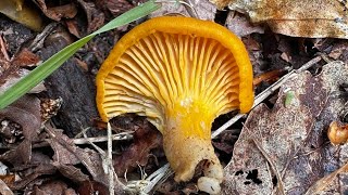 Identifying The Orange Chanterelle, Cantharellus Friesii