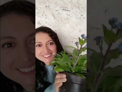 Video: ¿Puedo comer nomeolvides? - Cómo usar plantas nomeolvides comestibles del jardín