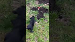 Flat coated retriever puppy overwhelmed by gardening