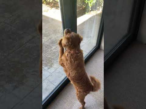 Fly1 #cavoodle #puppy #doggielife #cavapoodog #goldenretriever #dog #dogbreed