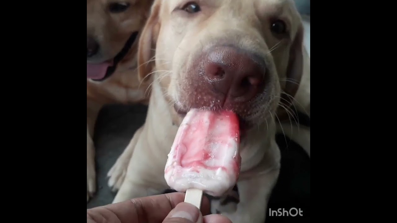 MYLABRADORS LOVE to EAT STRAWBERRY SMOOTHIES!!! COOLINGTIME 