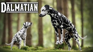 ഈ 3 കാര്യങ്ങൾ അറിയാതെ പോകരുത് | Dalmatian malayalam | 3 interesting facts about Dalmatian  malyalam