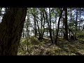 blinkWalk through forest in BC, Canada  VR180