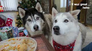 Husky Family CHRISTMAS DAY at SHERPA and Jamies new home .. Part 1