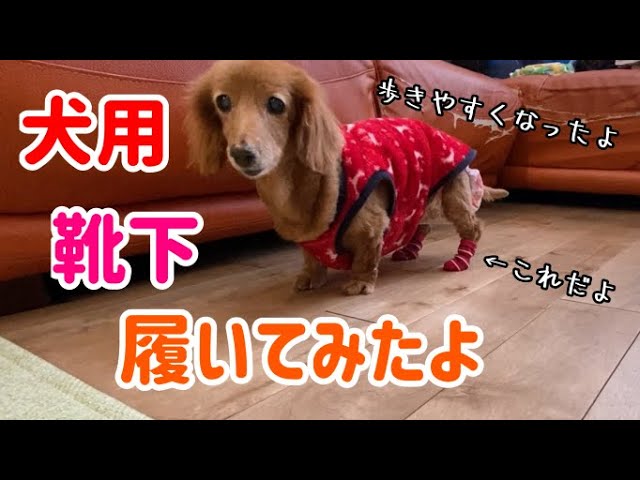 老犬 滑り止め付きの靴下を履いてみたよ ダックスフンド Youtube 老犬 滑り止め付きの靴下を履いてみたよ ダックスフンド Youtube