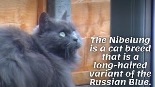 The Nibelung is a cat breed that is a long-haired variant of the Russian Blue.