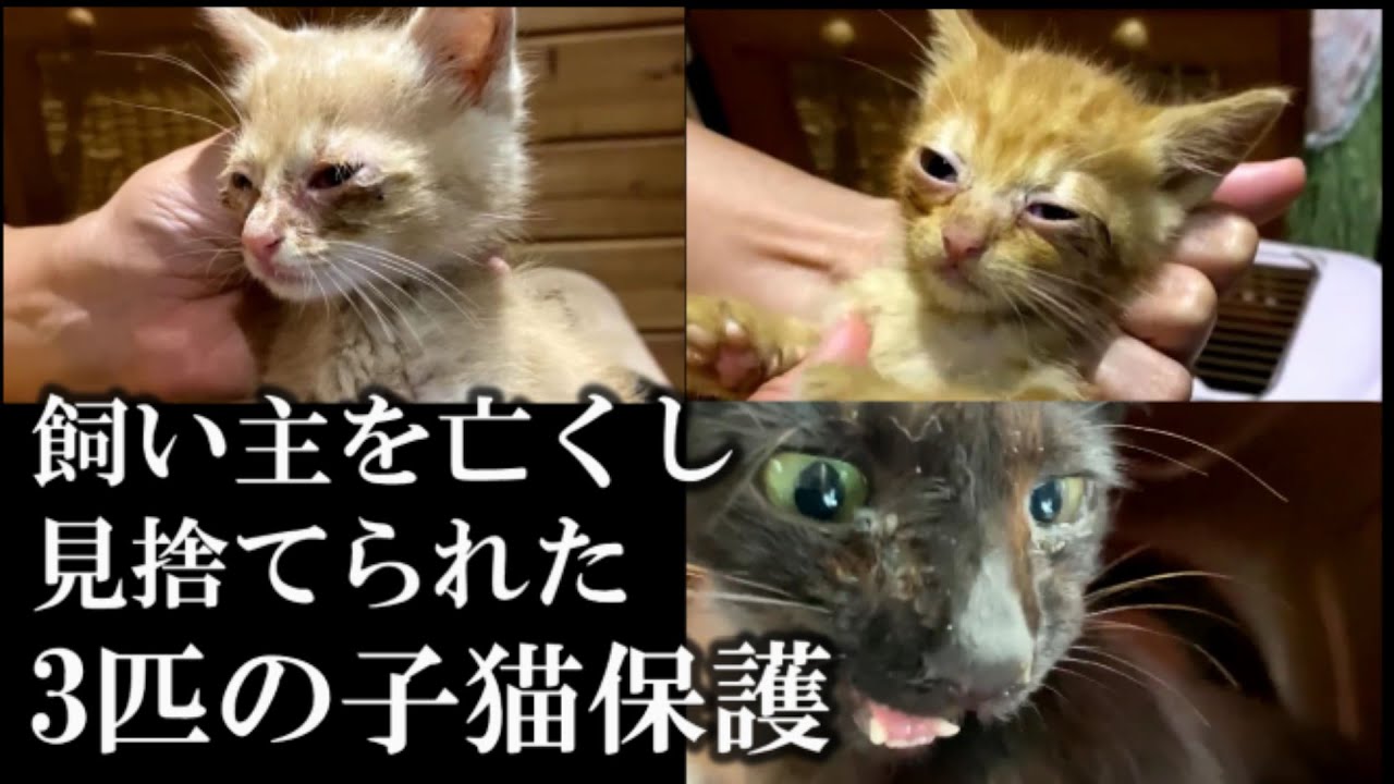 飼い主さんが亡くなり見捨てられた子猫達を保護 - YouTube