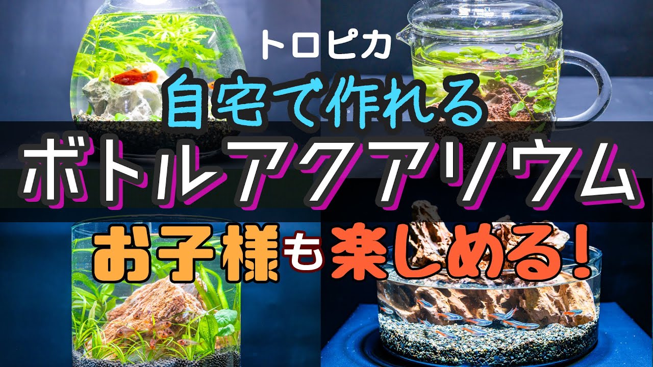 外出自粛中も親子で楽しめる！自宅で作れる簡単ボトルアクアリウム