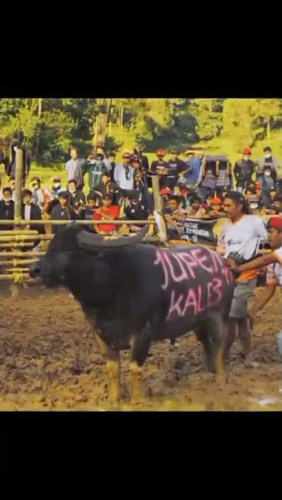 Jedag Jedug Tedong Silaga (Adu Kerbau) di Toraja
