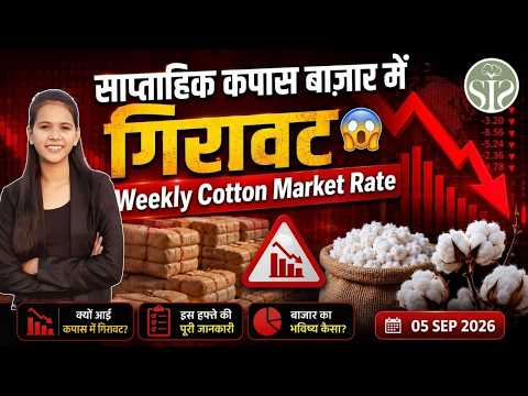 साप्ताहिक कपास बाजार में गिरावट 😱 Weekly Cotton Market Rate #kapas