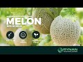 Rynan smart fertilizers  produce the best melons to increase yield and profitability