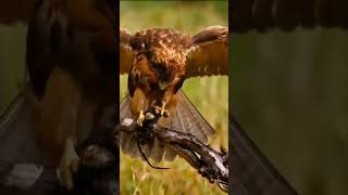 ¡Duelo en las Alturas! Águila vs  Serpiente La Batalla Final  #aves #águilas  #naturalezasalvaje