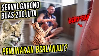 TIDAK MUNGKIN!? MELANJUTKAN PENJINAKAN SERVAL GARONG BUAS 200juta? #AudreyA #KINGOFTHEJUNGLE