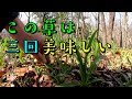 三回美味しい山菜とこの時期の似た毒草　そして最後ご報告があります。