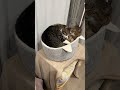 ぎゅうぎゅう詰めにゃんこ