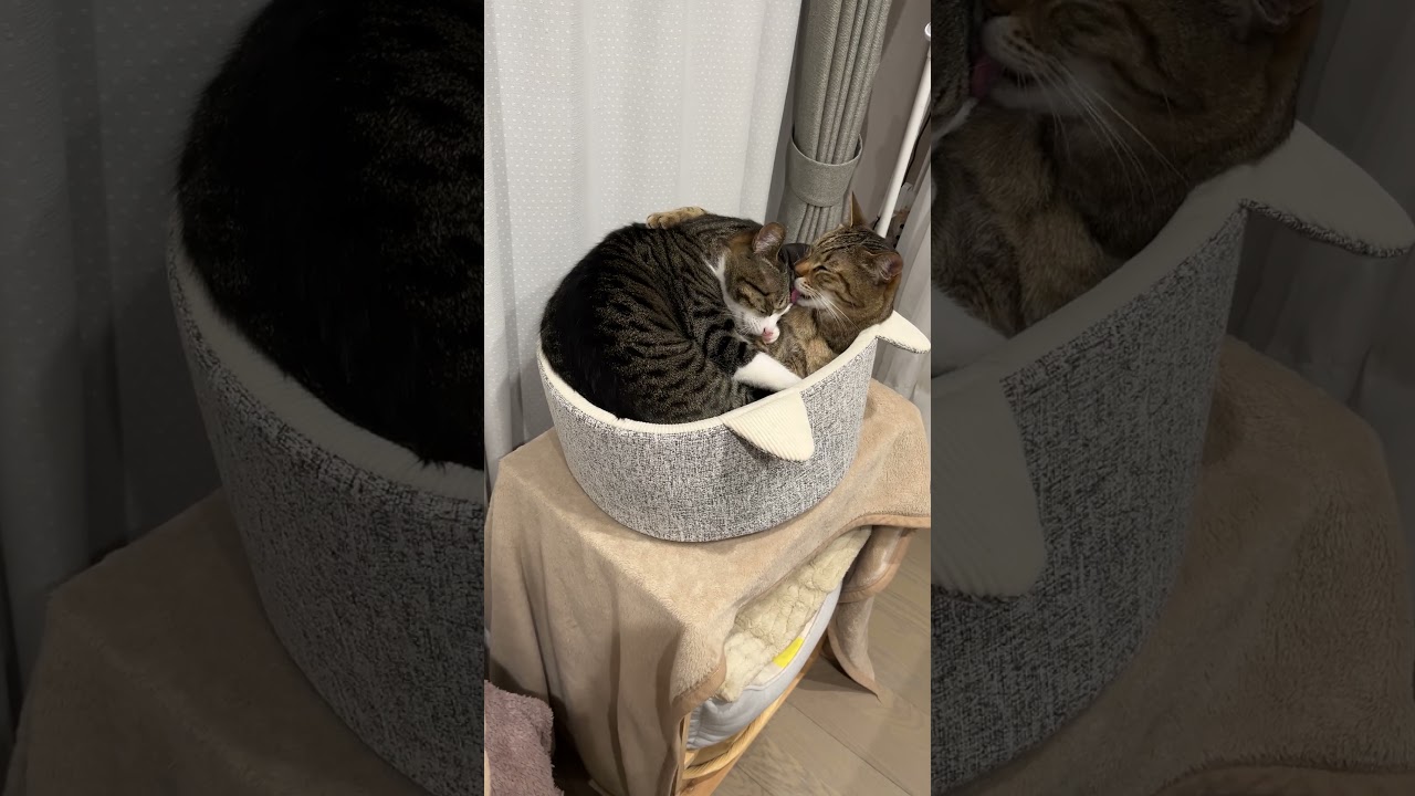 ぎゅうぎゅう詰めにゃんこ