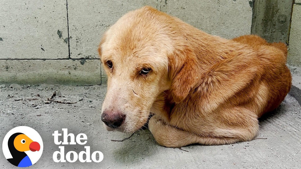Dumped 'Skeleton' Dog Makes Shocking Transformation | The Dodo - YouTube