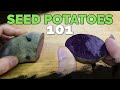 Seed Potatoes 101: How To Prepare Potatoes For Planting!