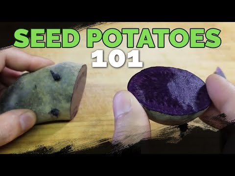 Video: How to prepare potatoes for planting