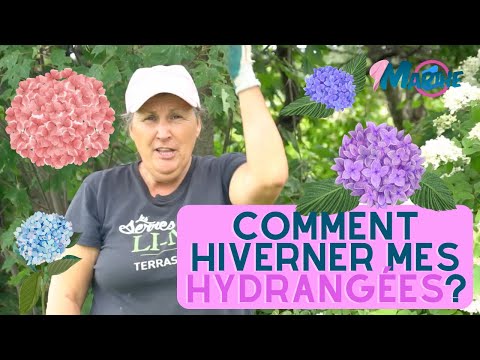 Vidéo: Hortensia à grandes feuilles : préparation pour l'hiver et taille. Abri pour l'hiver des hortensias à grandes feuilles
