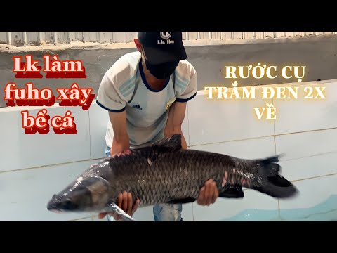 Lk Làm Fuho Xây Bể Cá & Rước Cụ Trắm Đen 2x Tự Nhiên 100% Về Nuôi