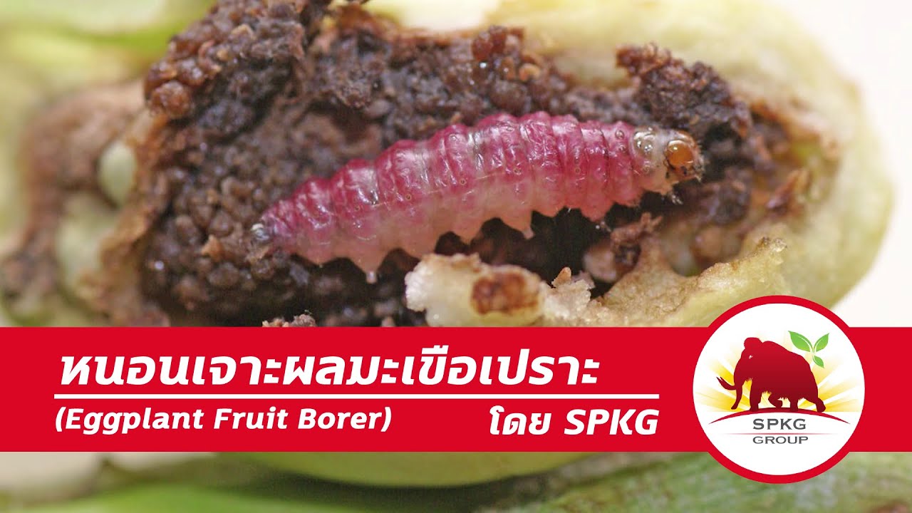 หนอนเจาะผลมะเขือเปราะ (Eggplant fruit borer) YouTube