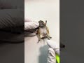 The turtle specimen was taken away without even tasting the dried fish#Pet