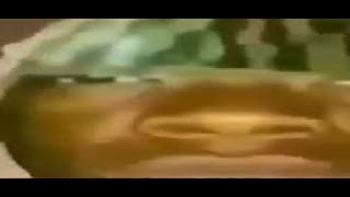 SHITPOST COMPILATION V1