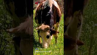 Shorts | Çayırda Otlayan İnekler ? |  Cute Cows Grazing ?  | İnek Videoarı | Cow Video [K.DERE]