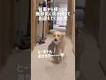仕事から帰ったら無邪気に何か持って出迎えてくれた犬★#shorts #labradorretriever #ラブラドールレトリバー #可愛い #癒し #イタズラ #大型犬 #ぼんちゃん