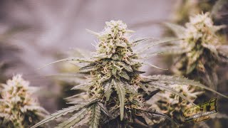 FROWER WEEK 5 | KATI - GROWER 420